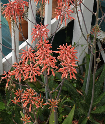 Orange flowers