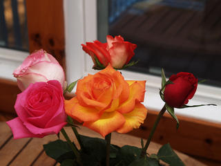 Roses #2
