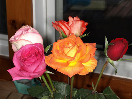 Roses #3