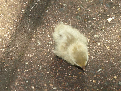 Quail chick