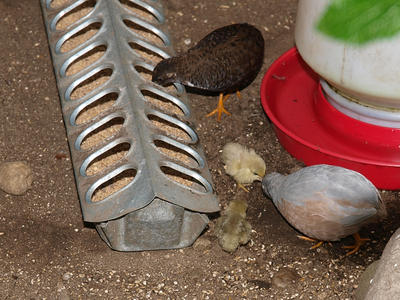 Quail and chicks