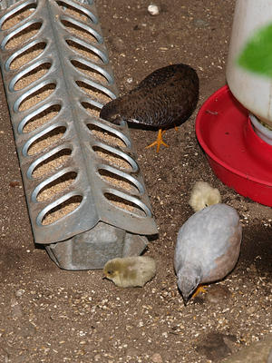Quail and chicks #2