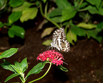 Butterfly #7