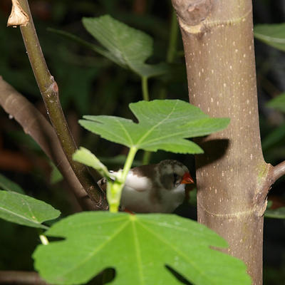 I'm hiding from those butterflies