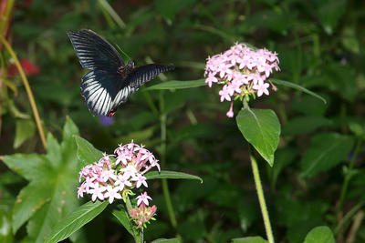 Butterfly in flight
