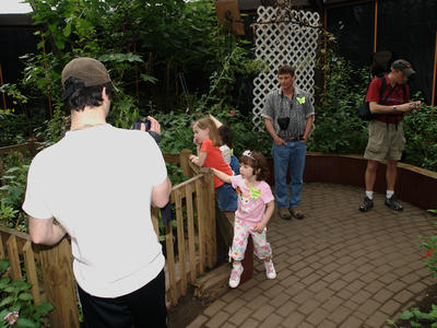 Look at the butterflies!