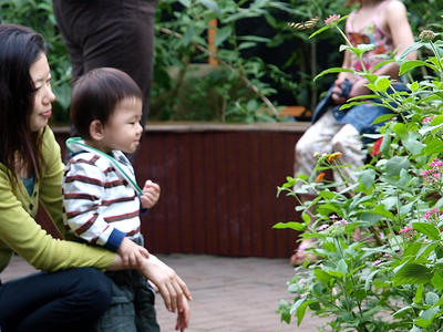 Look at the butterflies! #2