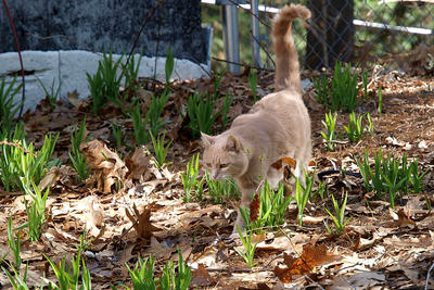 Aerosmith on the prowl