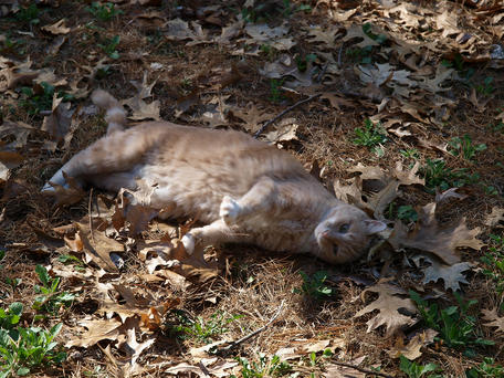 Aerosmith in spring #2