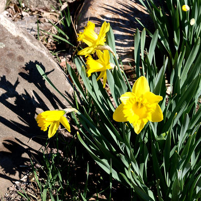 Daffodils