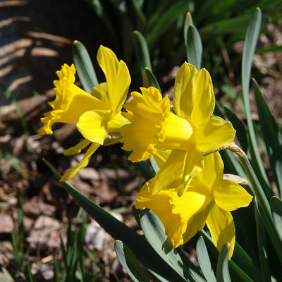 Daffodils #2