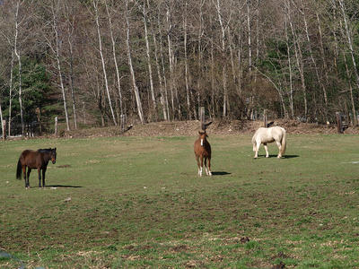 Horses #2