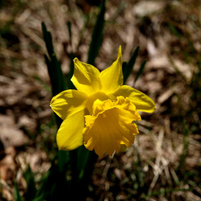 Concord daffodils #7