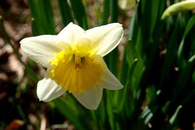 Concord daffodils #8