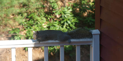 Squirrel at rest