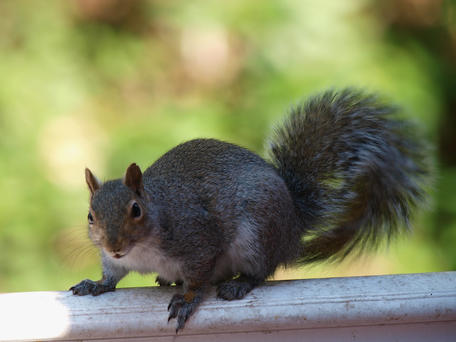 Squirrel #2