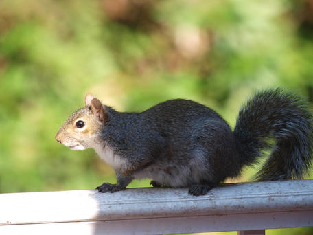 Squirrel #3