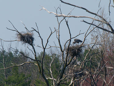 Herons #3