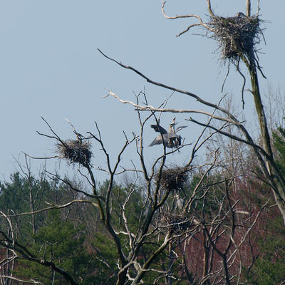 Herons #5