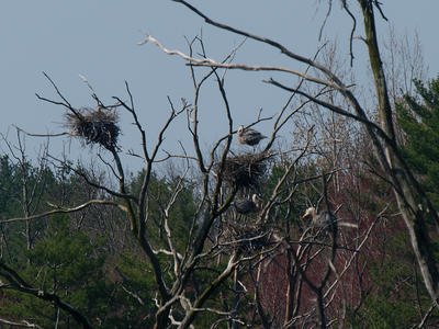 Herons #8