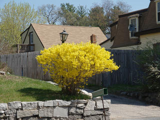 Forsythia