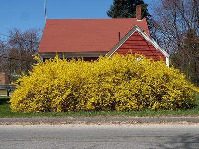 Forsythia #3