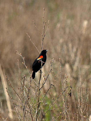 Red-wing blackbird