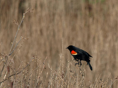 Red-wing blackbird #2