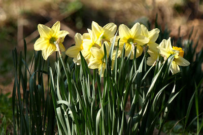 Liz's daffodils