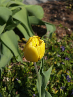 Yellow tulip
