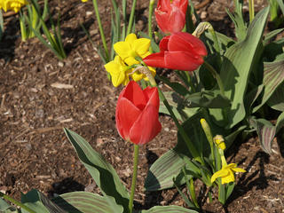 Tulips #2