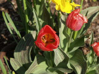 Red tulip