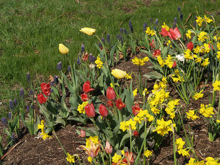 Tulips and daffodils