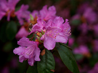 Rhododendron