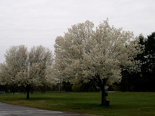 Flowering trees