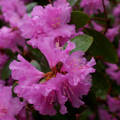Rhododendron #2