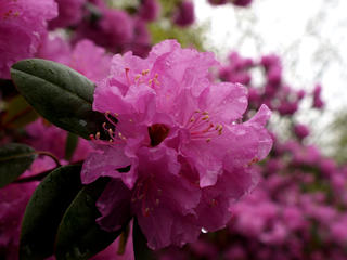 Rhododendron #4