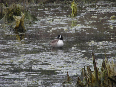 Canadian goose
