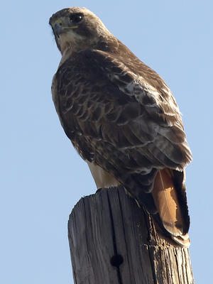Red-tailed hawk