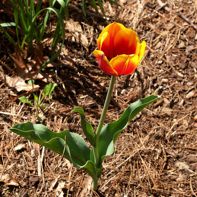 Tulip