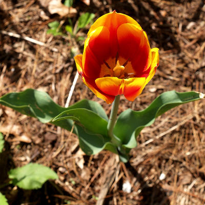 Tulip #2