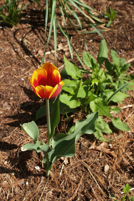Tulip #3