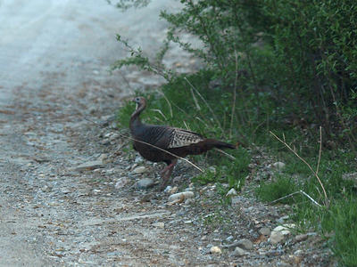 Wild turkey