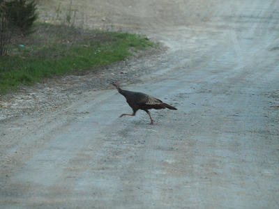 Turkey crossing