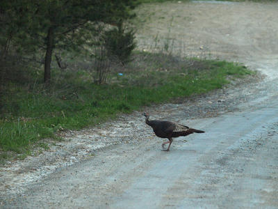 Turkey crossing #2