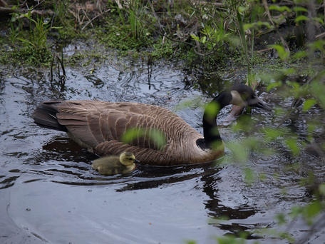 Gosling and mama