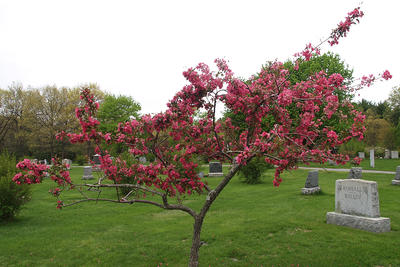 Spring in the graveyard #2