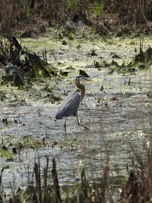 Heron #2