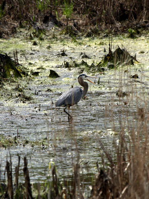 Heron #3