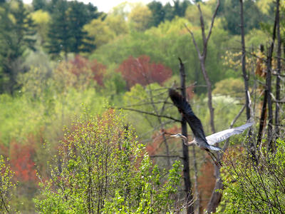 Heron in flight